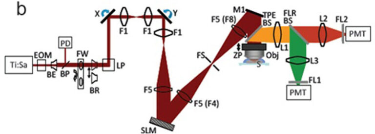 Adaptive Optics Microscope - Sciotex